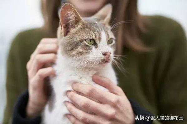 猫的正常体温是多少？如何正确测量猫咪的体温？