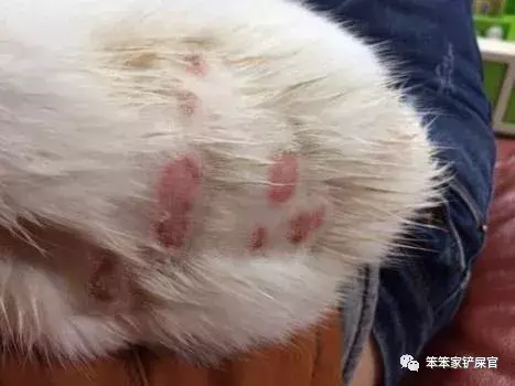 猫藓为什么越涂越扩散（打造宠物养生必备攻略——远离猫藓）