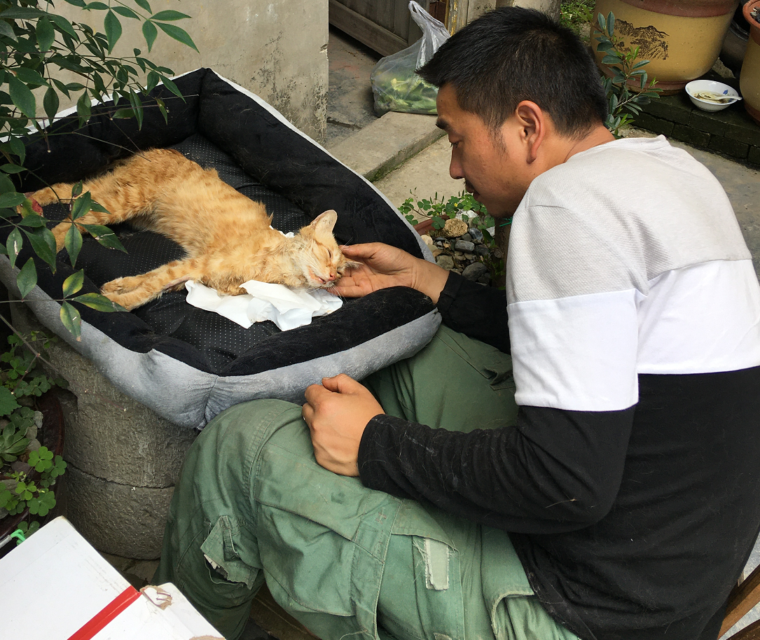 布偶猫可以吃生猪肝吗,一天可以吃多少猪肝,能吃煮熟的猪肝吗