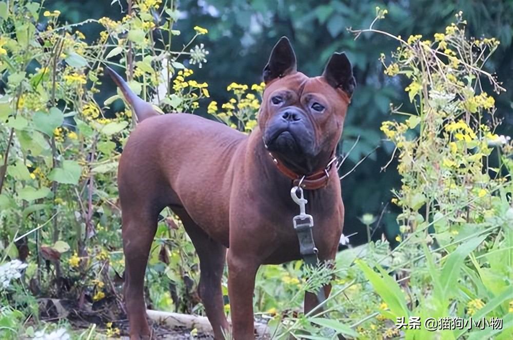 抓兔子的狗叫什么名字和图片,猎犬之王是什么犬种