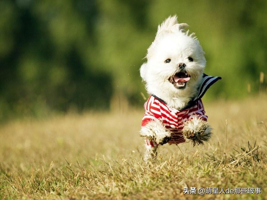 怎么确定狗狗怀孕了，几个月生产，怎么确定是否配种成功