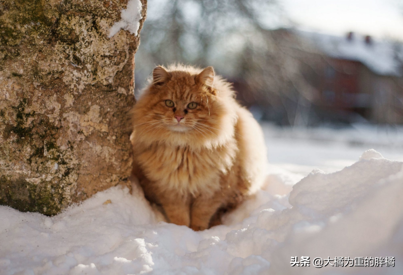 猫咪怕热还是怕冷?怎么办，多少度算冷，猫怕冷狗怕热的原因