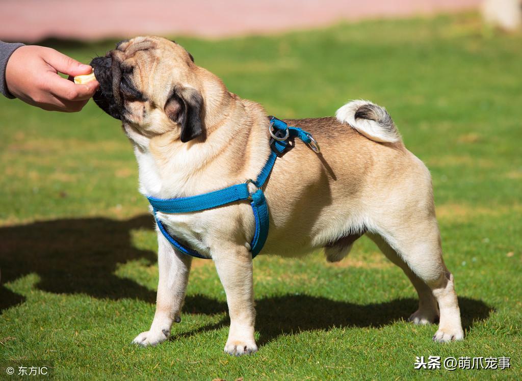 狗不能吃什么水果，狗狗能吃的水果和蔬菜有哪些