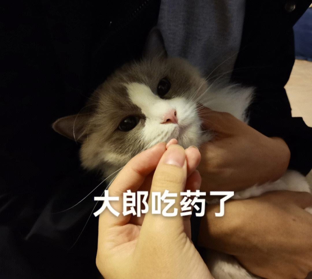 猫咪拉肚子是什么原因引起的呢,不呕吐了光拉肚子怎么回事（不可掉以轻心）