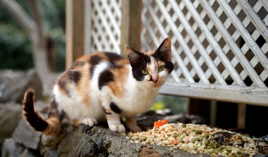 三花猫为什么招财，为什么都是母的呢（了解猫咪文化历史）