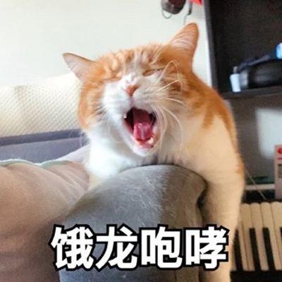 猫咪为什么一直叫不停（感情、生理原因都有可能，了解一下）