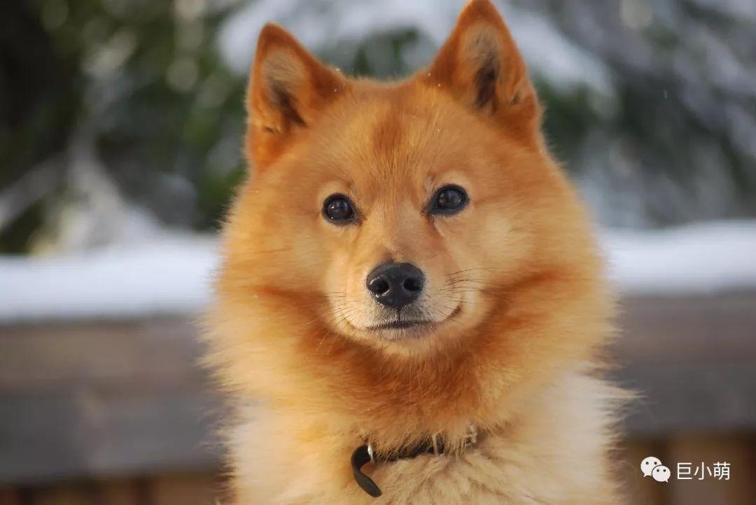 短毛中型犬有哪些，十大适合家养的中型狗小型犬