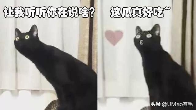 猫耳朵黑色泥是耳螨吗,耳螨 怎么治疗,怎么给猫掏耳朵图解