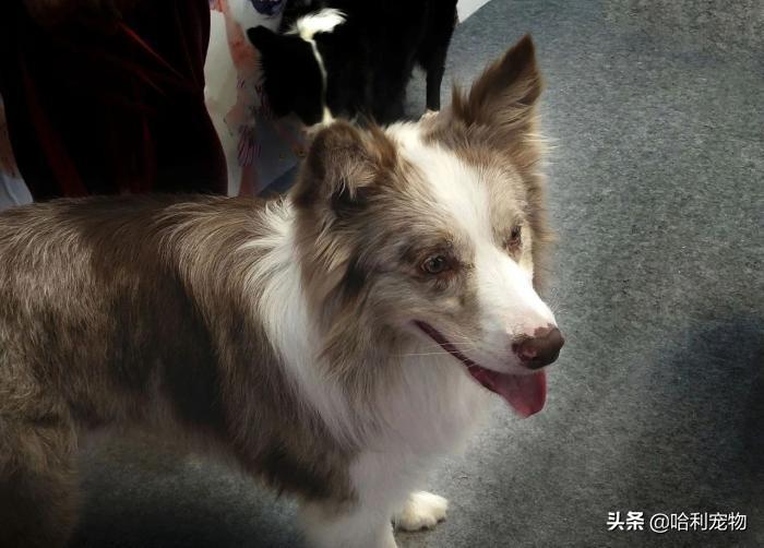 狗与犬的区别在哪里图片,狗和犬是一个品种吗