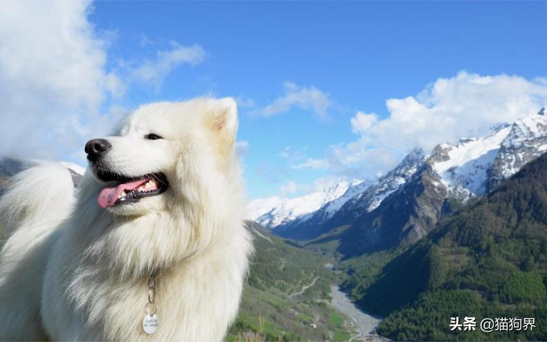 犬细小病毒症状及治疗,拉稀是不是就是细小,细小怎么得引起的