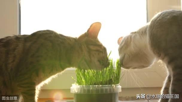 芍药是否对猫咪有毒？（告诉您猫咪生活中可能潜藏的不安全因素）