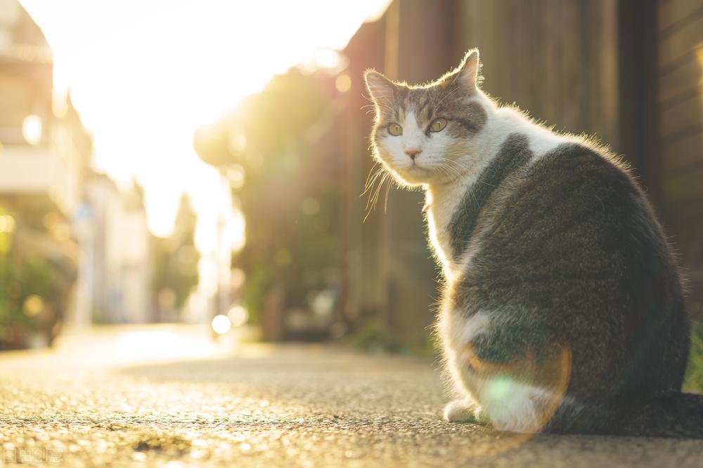 猫一天需要睡多久才算正常？（告诉您猫咪身体保养的立体式金点子）