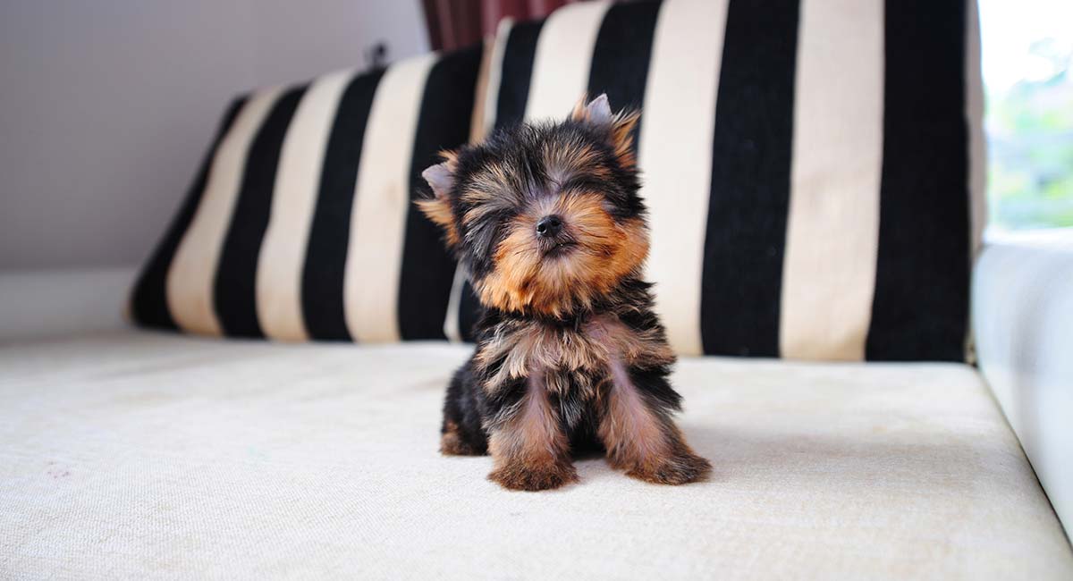 茶杯犬的寿命很短吗,为什么说茶杯犬很残忍