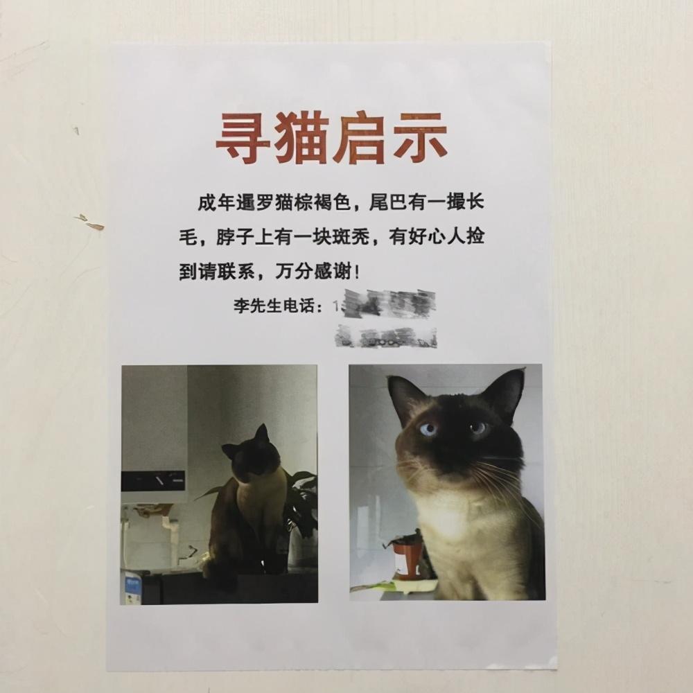 小猫咪走丢了会自己回来吗,猫丢了6天了,还能找到吗（有效提高找回率）