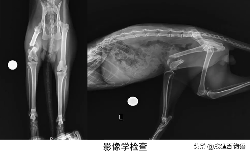 猫腿骨折了怎么办,自己能恢复吗（了解猫咪突发情况处理方法）