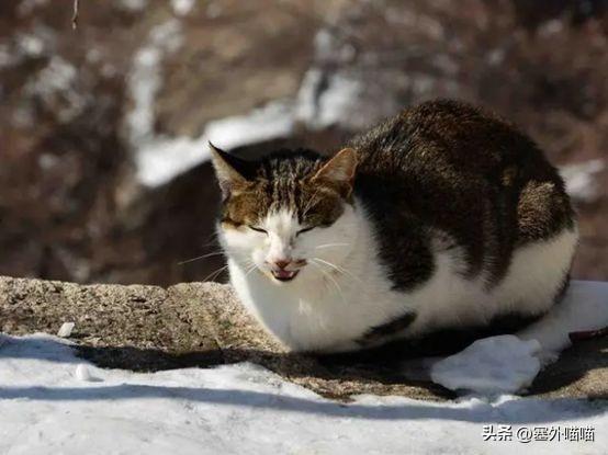 捡到猫咪什么预兆，好不好，需要做什么检查，对家里老人不好吗