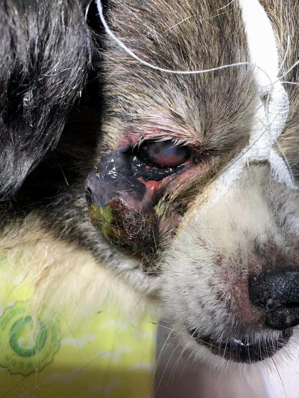 下眼睑里面长了个红疙瘩是怎么回事，狗狗的眼睛长了瘤子怎么办