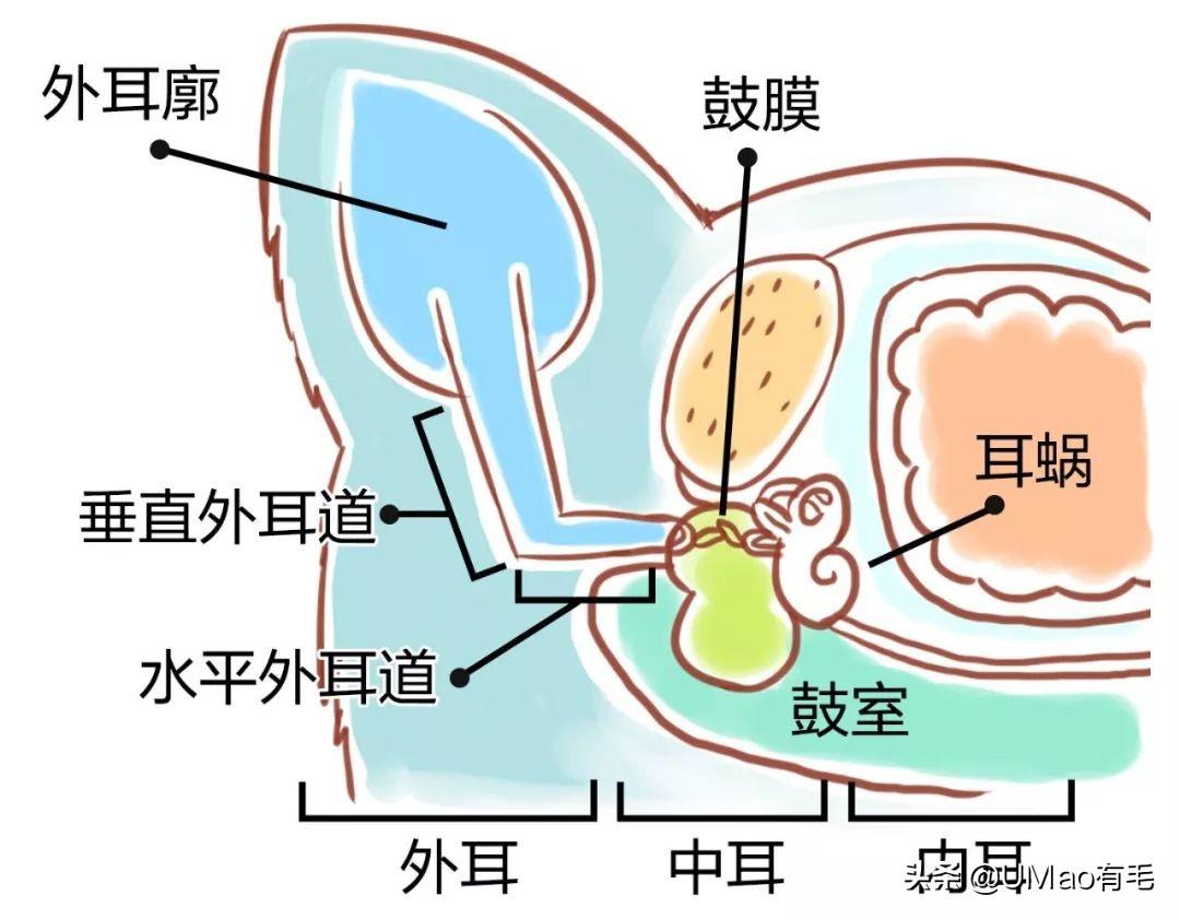 猫耳朵黑色泥是耳螨吗,耳螨 怎么治疗,怎么给猫掏耳朵图解