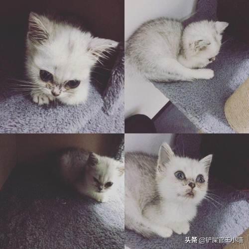 猫咪奶藓可以自愈吗,（了解奶藓的治疗方法）