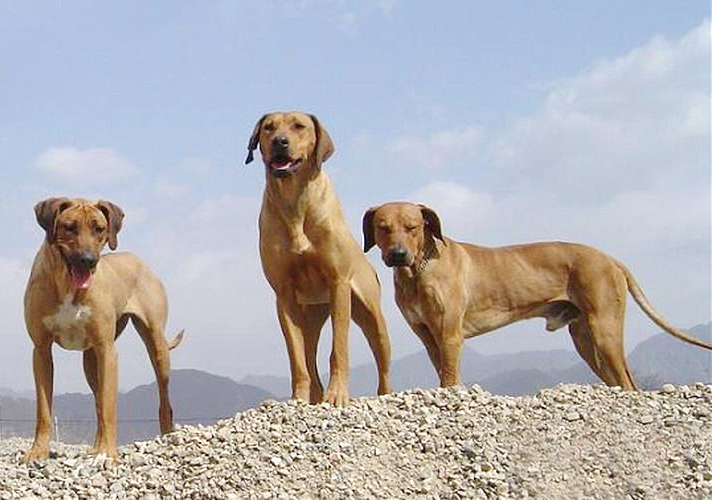 名犬大全 品种及图片及名字,100多种名犬排行榜