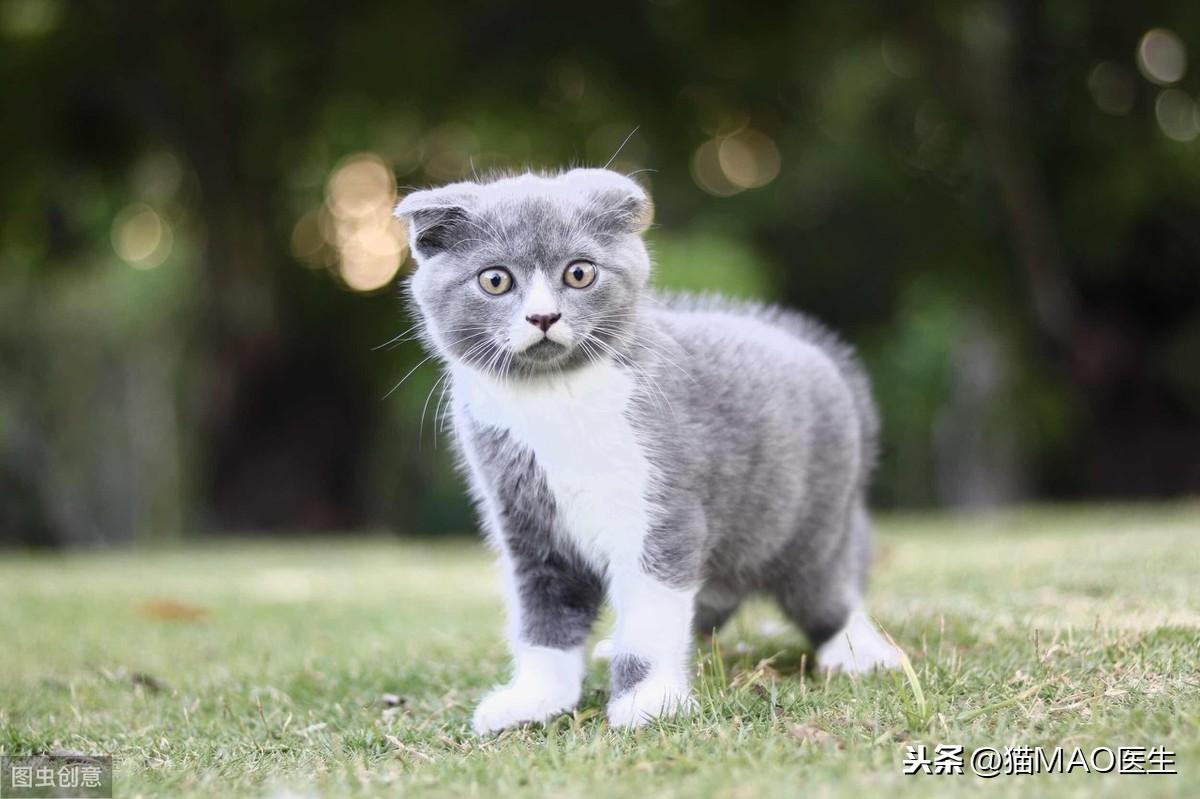 猫咪突然不进食无其它症状,猫咪拒绝进食怎么办（可能原因和应对措施）