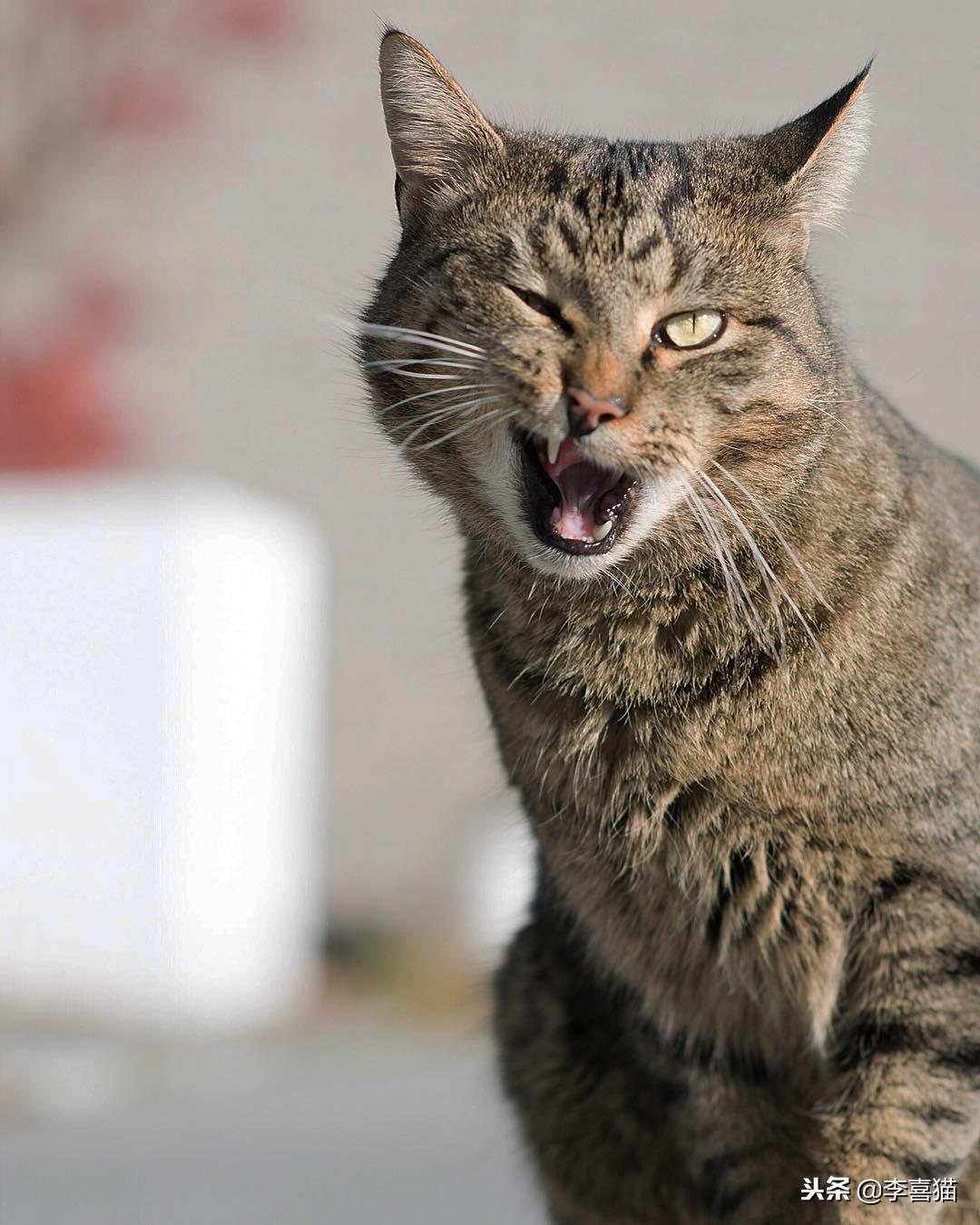 猫咪吃猪肉有什么注意事项？（食用前必须知道的猫咪健康知识）