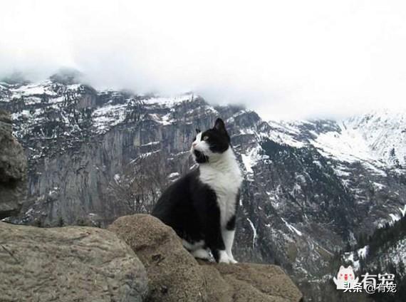 猫咪跑出去了还能自己找回家吗（分析猫咪迷路后的生存能力和寻找方法）