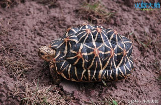 陆龟品种图片大全，陆龟宠物龟有哪些品种
