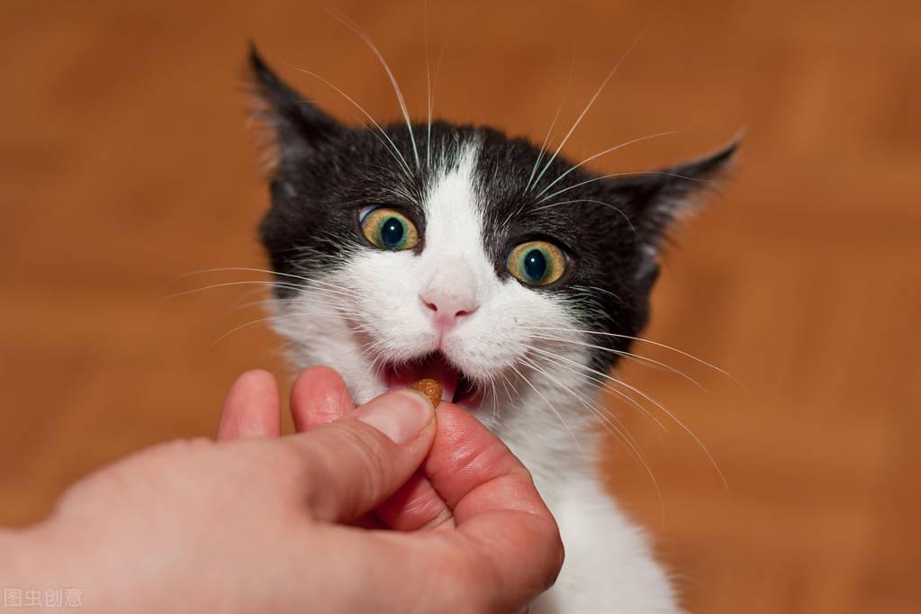 35天小猫能吃生蛋黄吗,吃了会怎样,猫最喜欢吃的食物有哪些