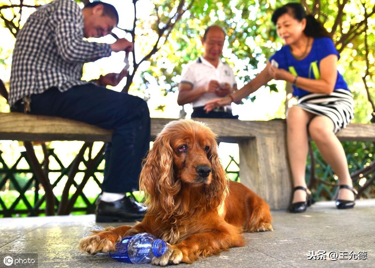 英卡犬属于什么犬种，可卡为什么没人养