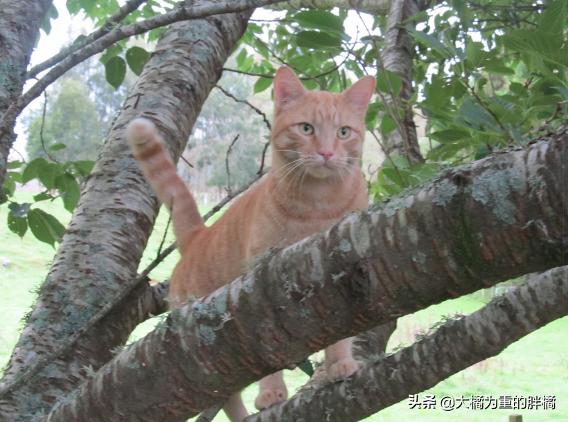 猫被摔了之后变蔫了怎么回事，小猫高处坠落后还能走会死吗