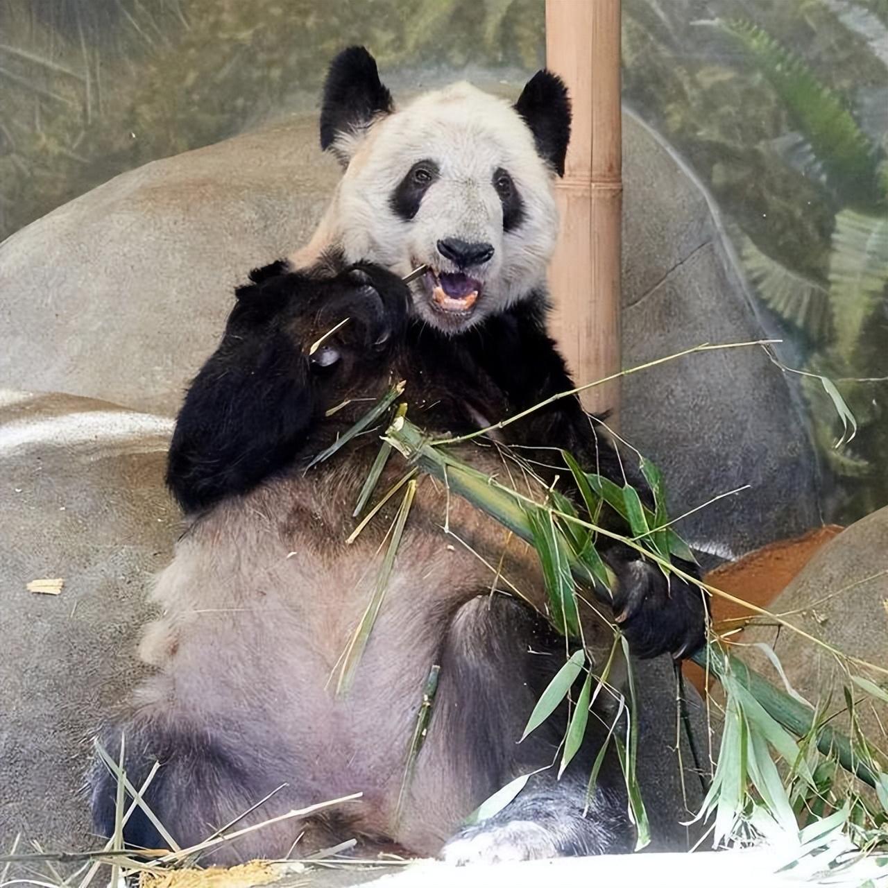 熊猫智商相当于人类几岁,和狗的智商谁高,大熊猫有多聪明