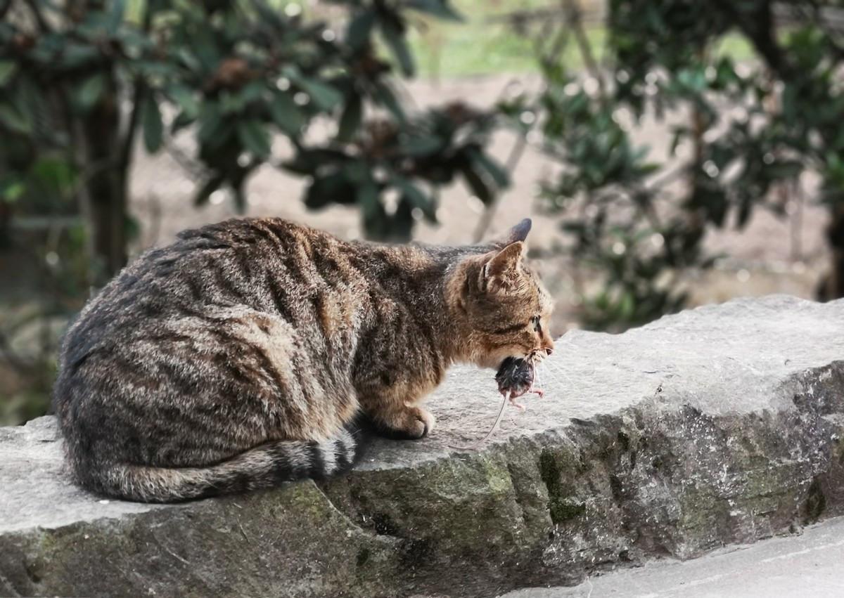 宠物猫会抓老鼠吗,什么猫抓老鼠比较厉害,宠物猫为什么不会抓老鼠