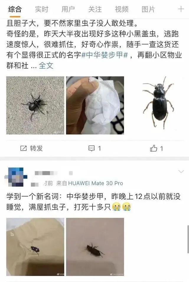 黑色的扁平像蟑螂的虫是什么，壳反光，比蟑螂圆