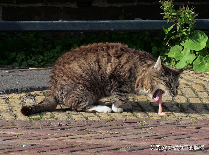 猫吐褐色呕吐物像屎一样，反刍吐出来的是什么，猫咪呕吐有几种原因