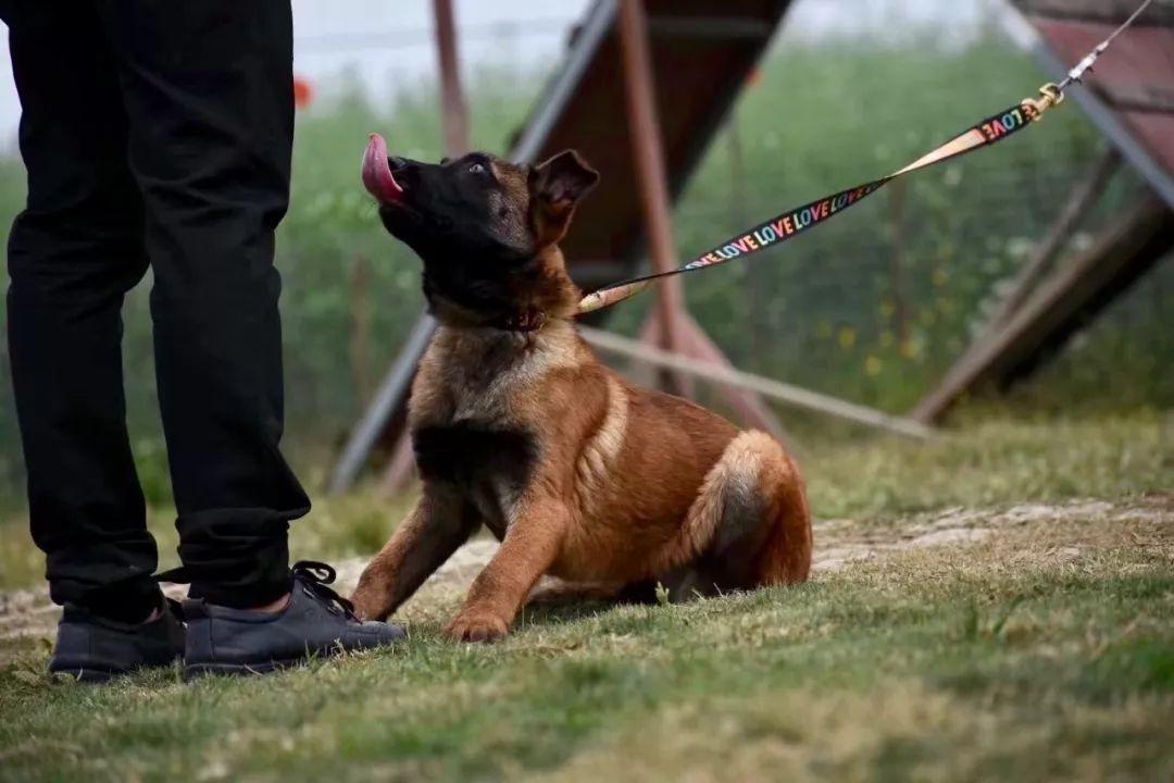 马犬一直不训练会有什么后果,马犬为什么不能家养