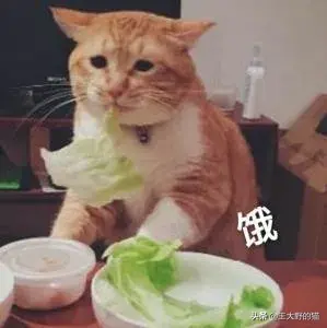 大型猫品种介绍，了解这些猫咪一定不能错过！（猫咪品种介绍）