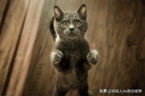 猫咪能喝豆浆吗？猫咪饮食常见问题解答