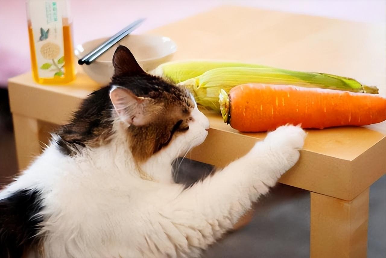 猫能吃南瓜吗蒸熟的,消化不好的猫吃什么食物（南瓜搭配和处理指南）