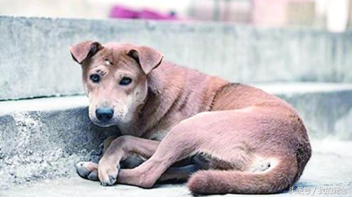 携带狂犬病的狗能活多久会死，狂犬病的狗有什么症状能活几天