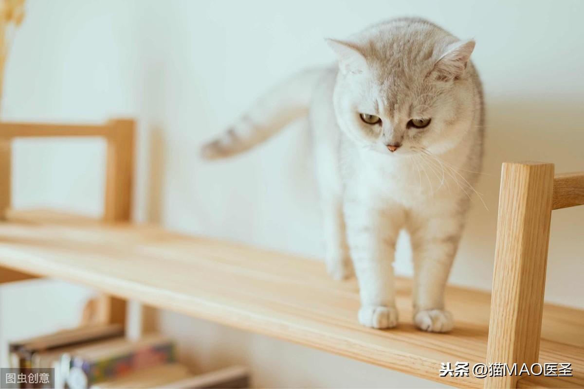 小猫多大可以吃猫粮,多大可以洗澡,猫咪多久发育成熟