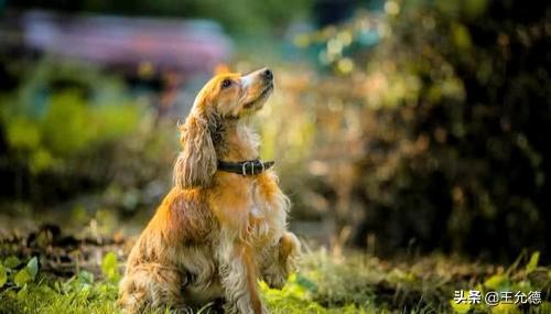 英卡犬属于什么犬种，可卡为什么没人养