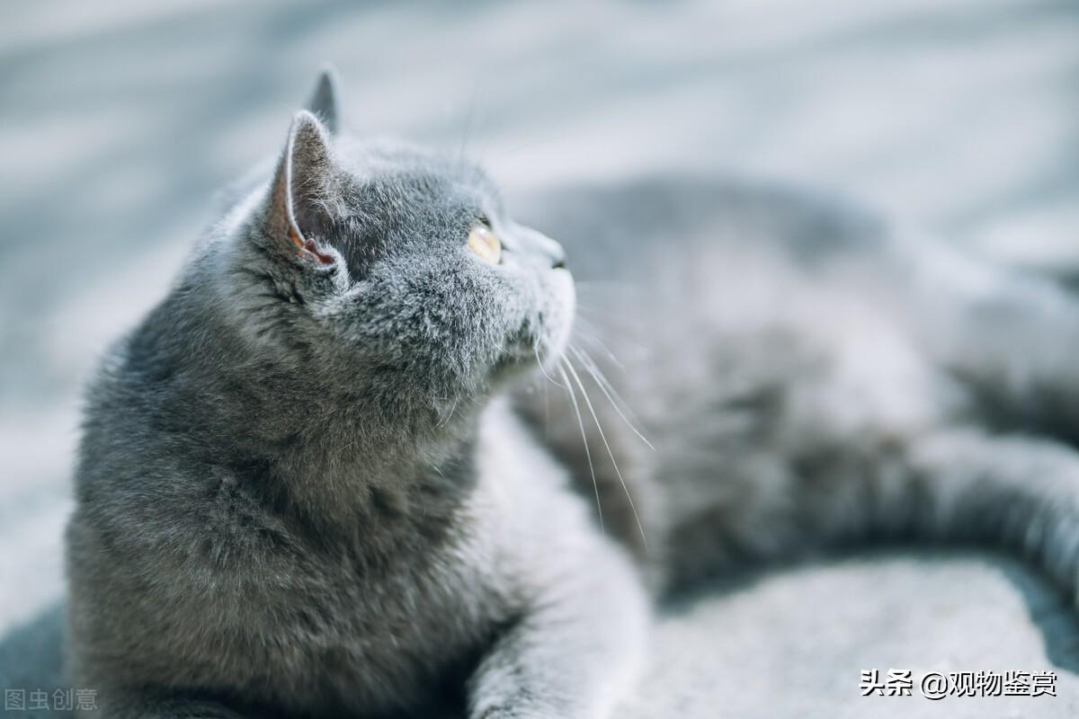 蓝猫寿命一般多少年,一岁相当于人多少岁（蓝猫寿命分析与养护建议）