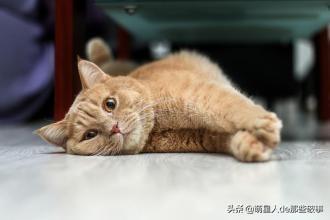 知道猫的正常体温有助于发现疾病（猫的正常体温是多少度？）