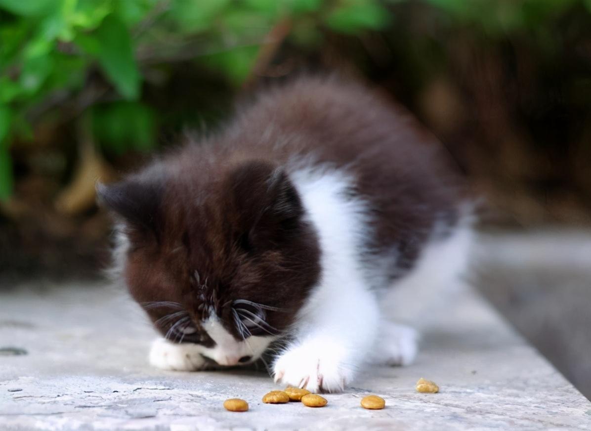 两个月猫咪一个月吃多少猫粮，吃多少主食，怎么判断猫咪吃撑了