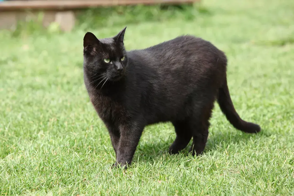 黑色猫咪是什么品种？认识国内外热门黑猫品种（品种介绍）