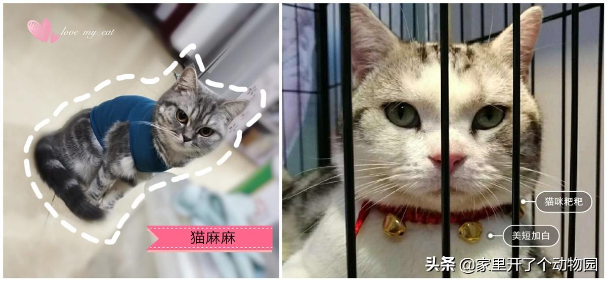 猫怀孕肚子大小变化图,猫怀孕有什么表现?（注意观察宠物身体变化）