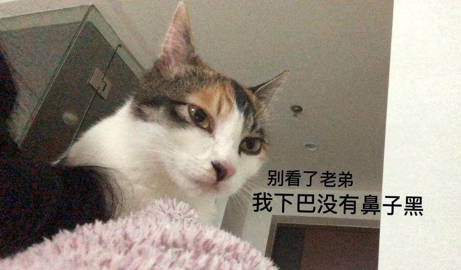 猫下巴那一堆黑点是什么怎么治,怎么预防猫黑下巴（防范问题培养好习惯）