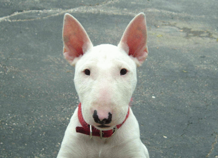 短毛犬有哪些品种,好打理的狗狗小型犬（了解不同种类的短毛犬）