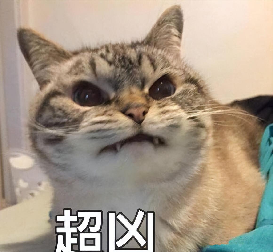 猫的胡子有什么功能？（生理结构知识科普）